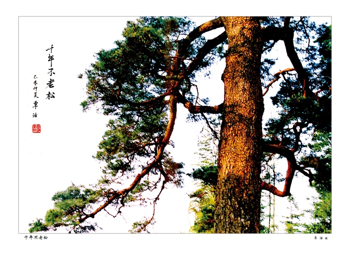 《千年不老松》    （作者：覃活）