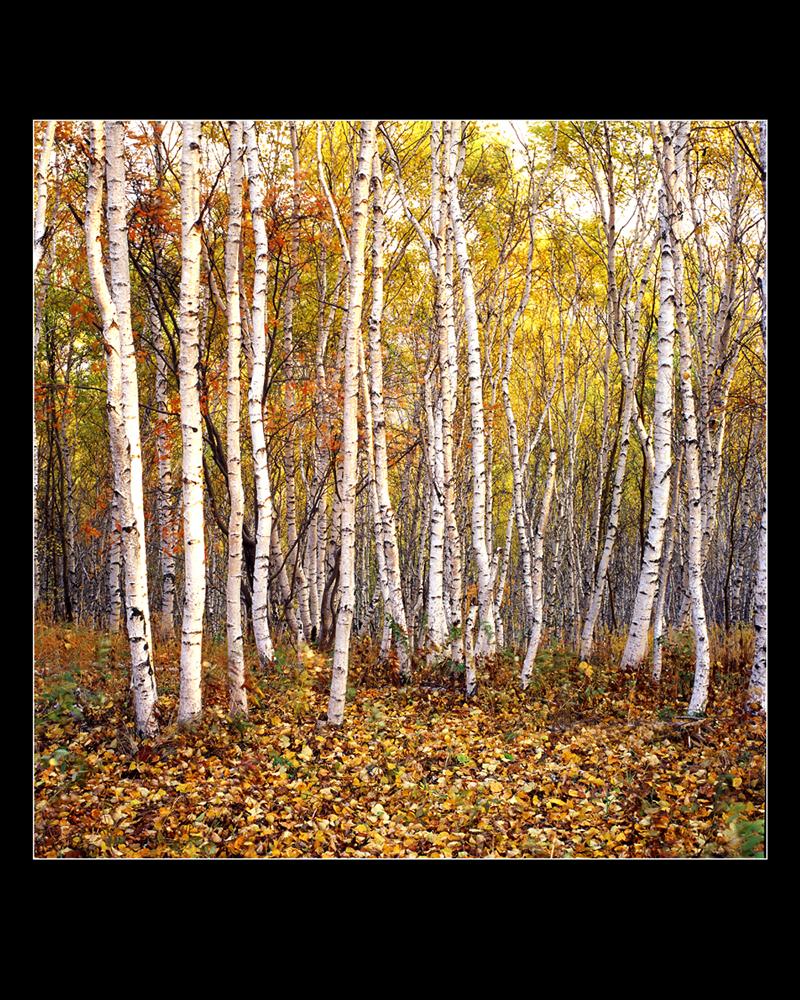 N:\存档\作品展\政协书画\摄影\胡锦朝作品(展出)\秋韵.jpg