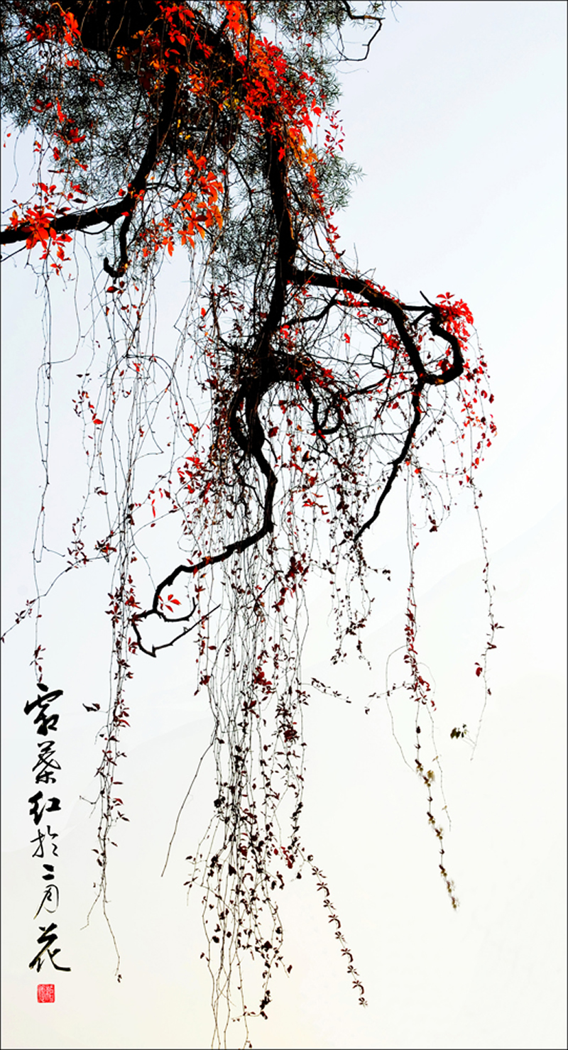 N:\存档\000政协首届书画摄影展览\赖名恕照片3\霜叶红于二月花.jpg