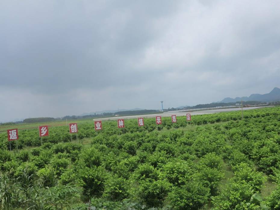 广西红河红现代我的特色农业(核心)示范区内的返乡创业示范区