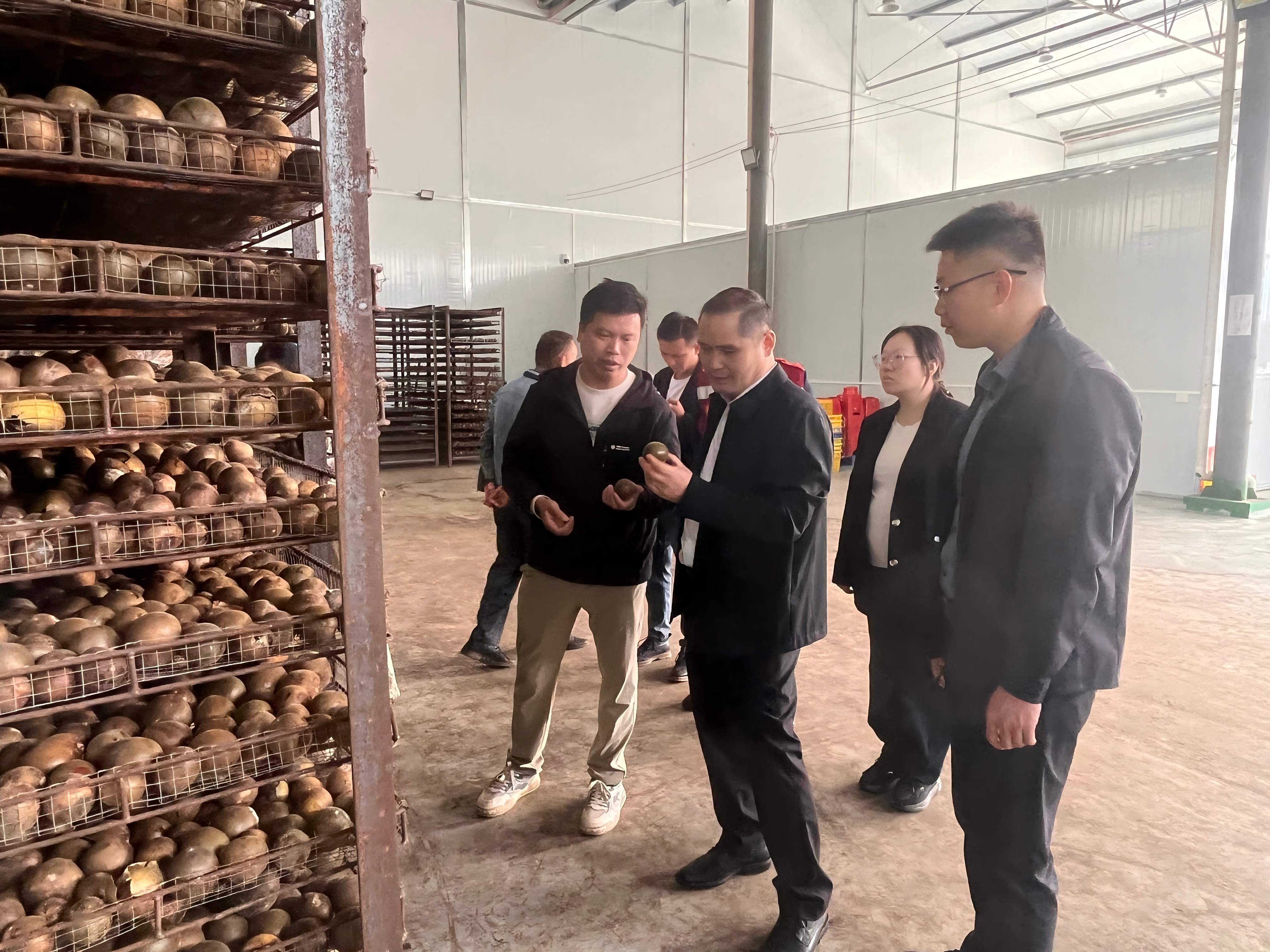 10月28日上午,到融安县绿柳上品农业发展有限公司进行实地调研现场图片。(韦何 摄)(1).jpg