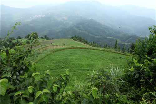 7、大浪乡高培村扶贫产业——药谷中草药种植基地(欧阳宇鹏 摄影)