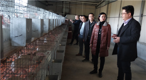 4、路燕云主席(右二)带队到永乐镇的丰泰农业有限公司调研肉兔生态养殖情况。(赖晓梅 摄影)