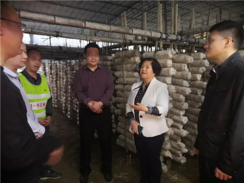 3、贾寒春副主席(右二)在安陲乡九同村木耳种植基地了解基地建设情况。