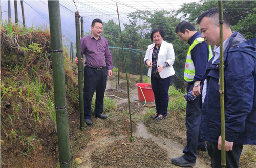 4、贾寒春副主席(左二)在安陲乡龙口村罗汉果种植基地了解基地建设情况。