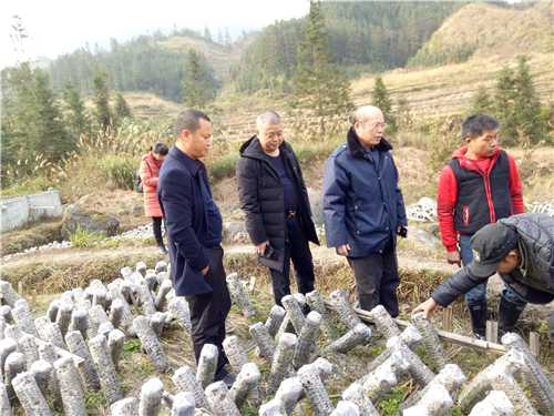 8、广西禾美公司专家到新合村黑木耳生产基地指导管护_副本